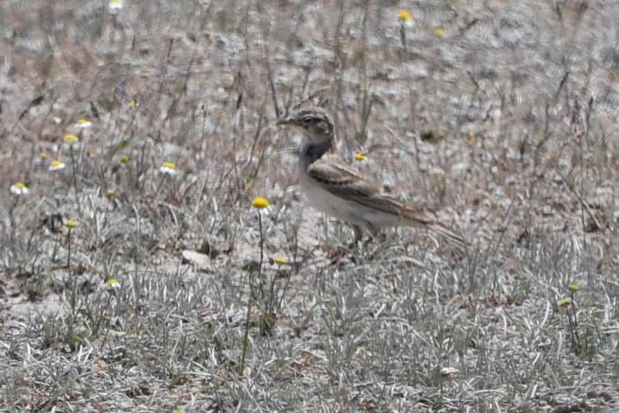 Greater Short-toed Lark